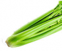 Rucola sla