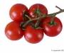 Tasty tom tomaten