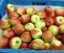 Elstar Appels