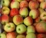 DELBARE APPELS